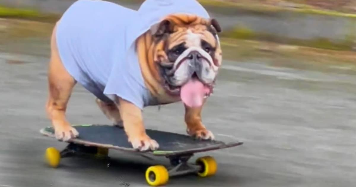 Bulldog Throws Funny Fit When Owners Try to Take Away His
Favorite Skateboard
