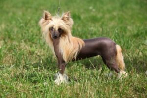 4 Hairless Dog Breeds And Their Fascinating
Histories