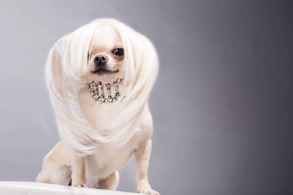 9 Reasons Why Your Dog Is Your Ultimate Style Icon
