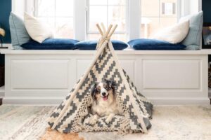 11 Fun Indoor Activities To Keep Your Dog Busy On Rainy
Days