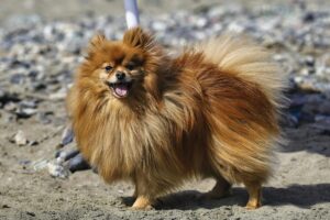 15 Dog Breeds With Highest Chances of Living Past 15
Years