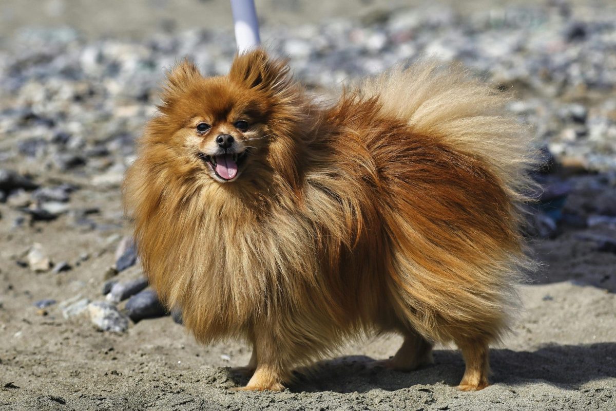 15 Dog Breeds With Highest Chances of Living Past 15
Years