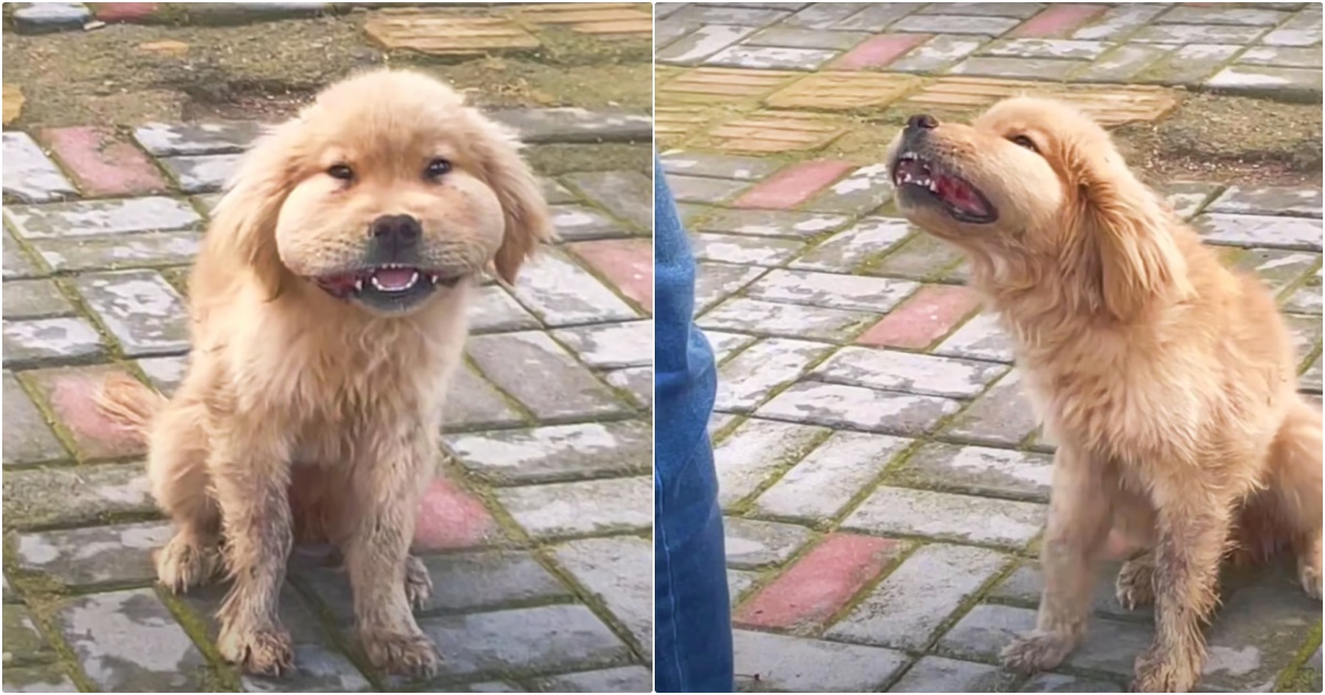 As Man Passed Stray With Swelled Cheeks, She Caught Up And
Sat At His Feet