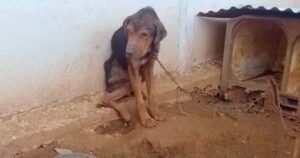 Dog Chained And Shamed By Owner, Had A Dilapidated Dog House
With Dirt Floor