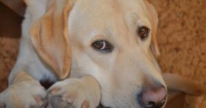 Guy ‘Scolded’ Old Dog Before Work, Arrived Home And Wept
Into His Hands