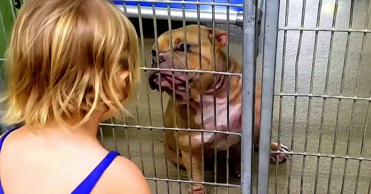 Little Girl Wanted The Dog Who Was “Shaking &
Hiding” At The Back Of The Shelter