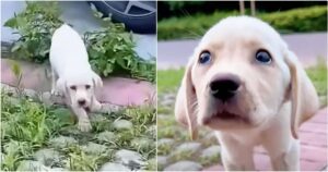 Stray Puppy Limped To Woman With Pained Paw And She Slowed
Her Pace